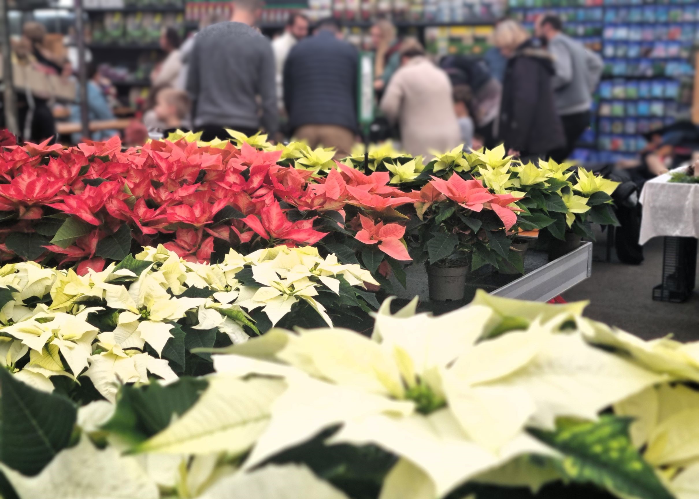 Adventsausstellung im Monheimer Blumenmarkt