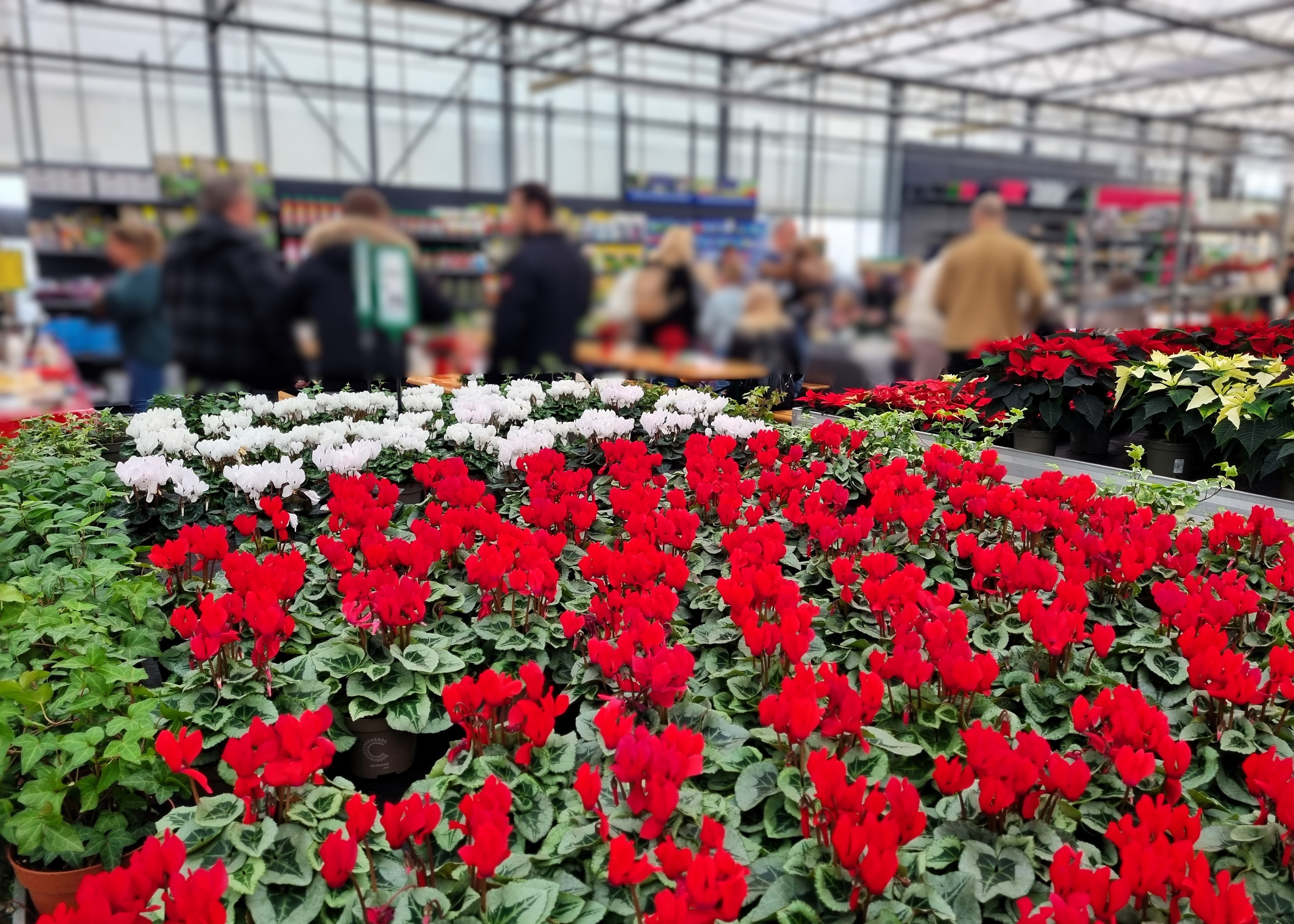Adventsausstellung im Monheimer Blumenmarkt